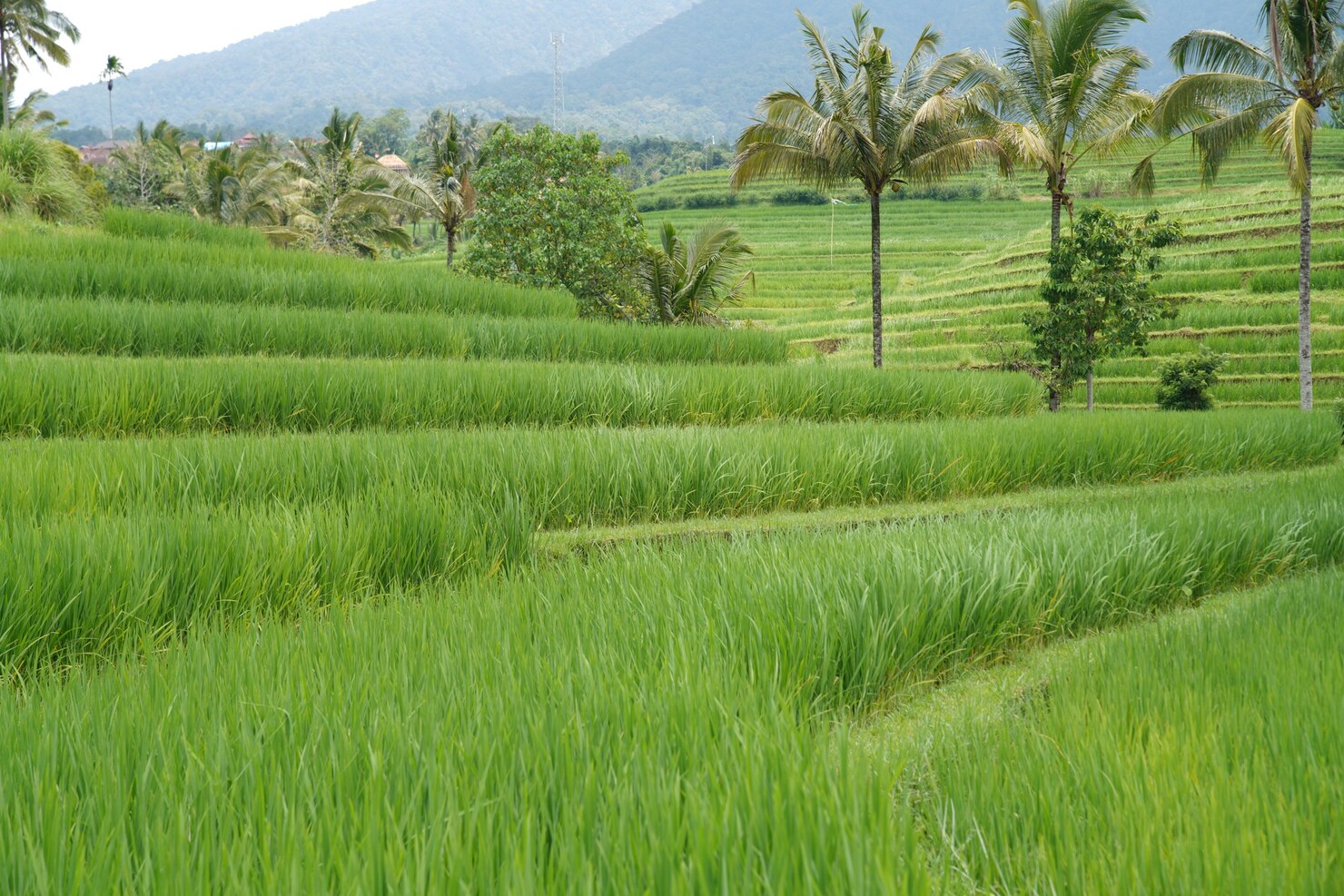 Rice Field
